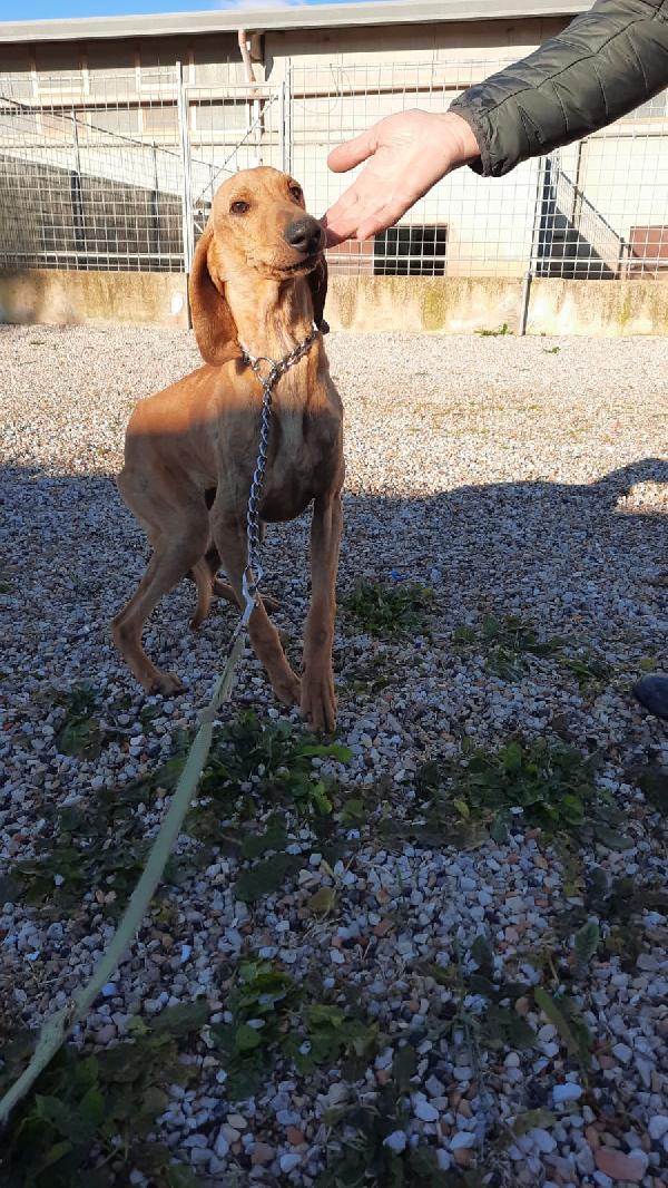 Luce Giovane Simil Segugio Italiano